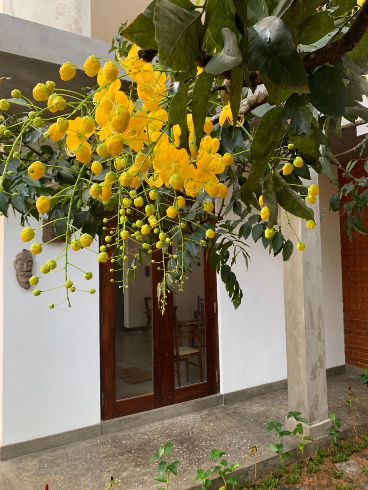 Thaproo Bay Hiriketiya Bed & Breakfast Dickwella Exterior photo
